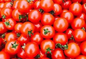 トマト収穫体験